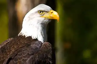 Bald eagle (Haliaeetus leucocephalus)