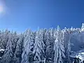 Hard rime covered trees at Kitayoko Hyutte