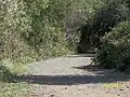 A hare on Lynch Road