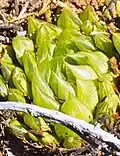 var. morrisiae