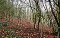 Birch trees