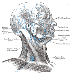 Lymphatic system