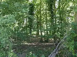 Hedenham Wood