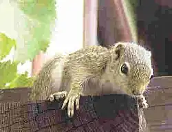 Brown squirrel