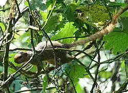 Brown squirrel