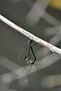 Mating pair
