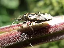 Imago