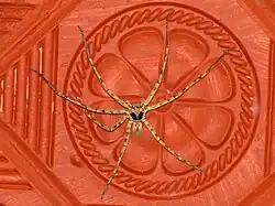 Male