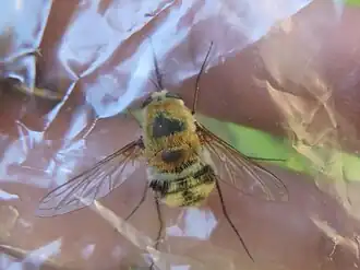 Bomber fly