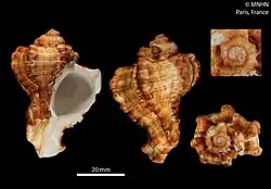 Shell specimen