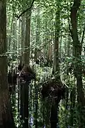 Bottoms of cypress trees