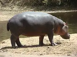 Image 13Hippopotamus at the Benoue National Park (from Tourism in Cameroon)