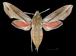 Female dorsal view