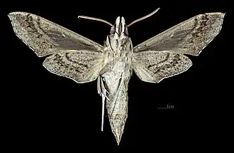 Male ventral
