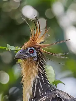 in Ecuador