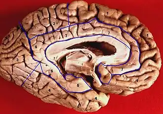 Human brain inferior-medial view. Parahippocampal gyrus labelled as #5