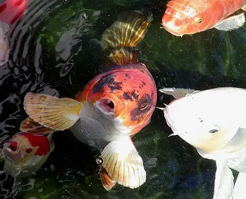 Image 23 Koi Stan Shebs Koi are ornamental domesticated varieties of the common carp Cyprinus carpio, originated from China and widely spread in Japan. They are very closely related to goldfish. The word "koi" comes from Japanese meaning "carp". More selected pictures