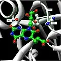 Hydrogen bonding between substrate and enzyme at the N-terminal domain.[2]