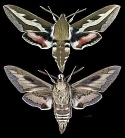 Hyles gallii
