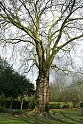 Remarkable hybrid plane of the common park.