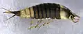Larva of Hyphydrus elegans from New Zealand