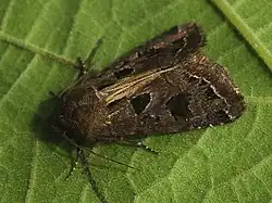 Hyssia cavernosa