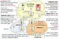 Elements in a 1588 network