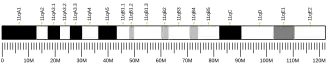 Chromosome 11 (mouse)