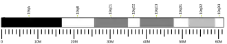 Chromosome 19 (mouse)