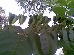 Abroma augusta