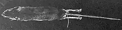 Black-and-white photo of dark tenrec