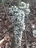 Cyclea peltata