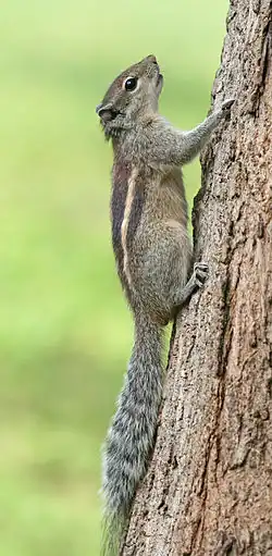 Image 5 Indian palm squirrel Photograph: Muhammad Mahdi Karim An Indian palm squirrel (Funambulus palmarum) photographed in Bangalore, India. In India these squirrels are associated with the Hindu deity Rama, an avatar of Vishnu, and as such are not to be harmed. However, in Western Australia they are considered pests and at times targeted for eradication. More selected pictures