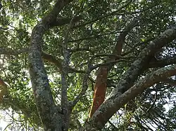Growing at Bass Point, NSW