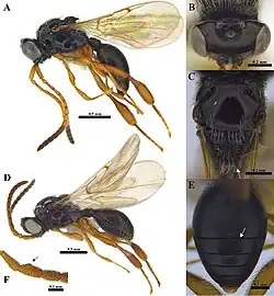 Ismarus africanus