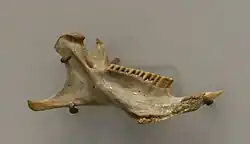Hutia jawbone