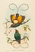 Two males (Illustration by John Gould).