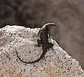 Adult, Joshua Tree National Park
