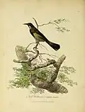New Holland creeper, female