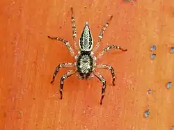 Female dorsal