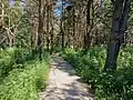 Nature trail