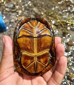 Plastron, in Panama
