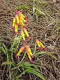 Lachenalia quadricolor