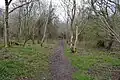 Lambridge Wood