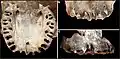 Burial 17 - The maxilla was within the skullcap. Teeth were intentionally removed and burnt marks are limited to the alveolar margin.