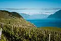 Grapes (Vaud)