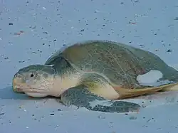 Lepidochelys kempii on beach.