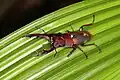 Leptinopterus burmeisteri, Brazil