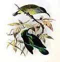 subspecies chlorolaema