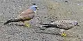 Pair on the wintering grounds in South Africa